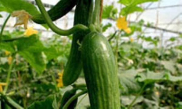 خیار گلخانه ای نخورید خیار گلخانه ای نخورید