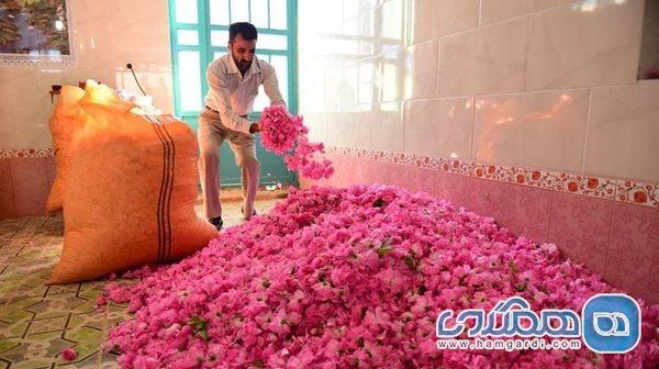 تصاویری آرامش بخش از برداشت گل محمدی در میمند